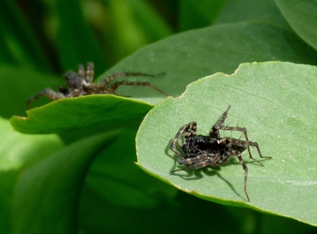 Maschi di Lycosidae?